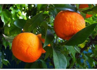 پیش بینی تولید 5000 تن نارنج در بابل