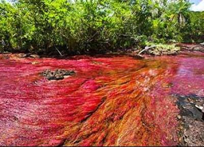تنها رودخانه خون واقعی در دنیا!