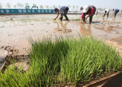 تور چین: فراوری برنج با آب دریا ، ابتکار دانشمندان چینی برای تغذیه 80 میلیون نفر