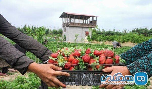 برگزاری جشنواره شکرانه برداشت توت فرنگی در رودبار