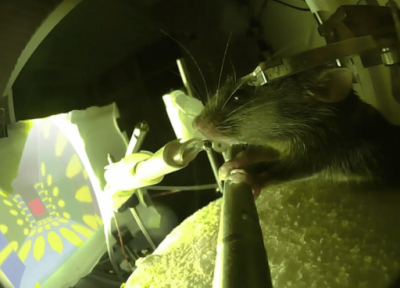دانشمندان پیروز به افزایش قدرت حافظه بلندمدت موش ها شدند، اما چگونه؟
