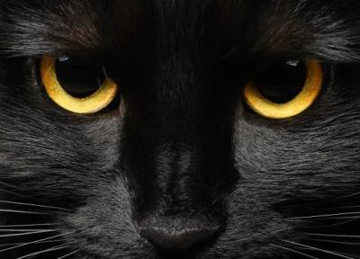 3 افسانه درباره گربه سیاه از سرتاسر دنیا