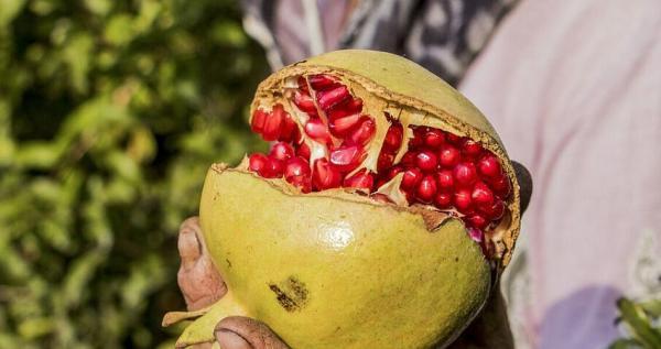 برگزاری نخستین جشنواره انار ترشی در مازندران