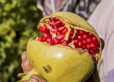 برگزاری نخستین جشنواره انار ترشی در مازندران